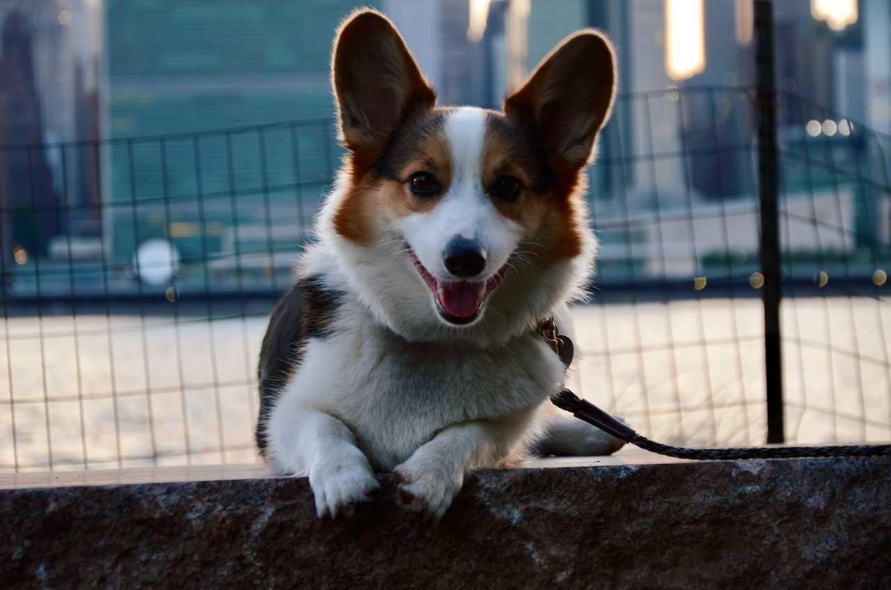 Smiling Corgi named Leo